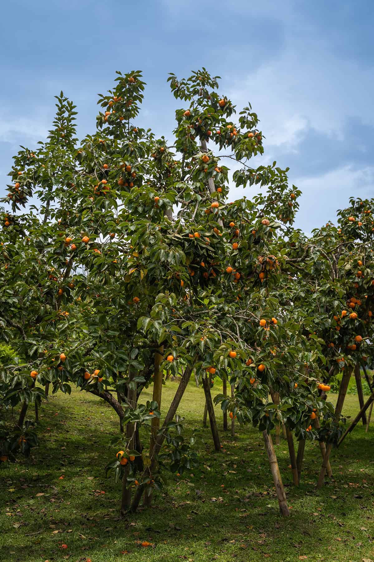 Plant Overview Persimmon Tree