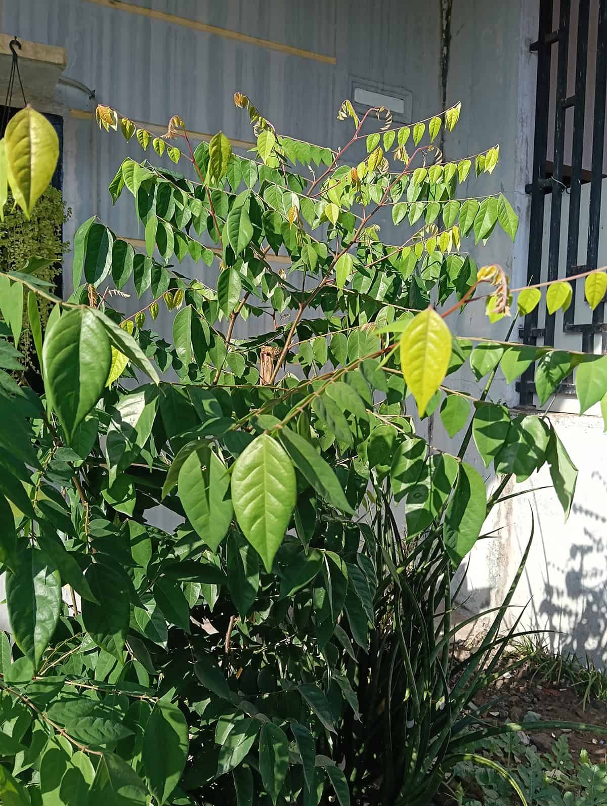 Plant Overview Starfruit Tree