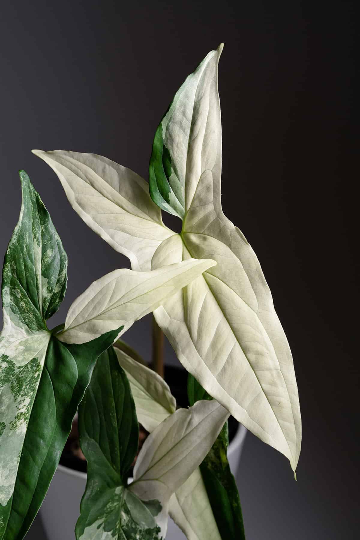 Plant Overview Syngonium Albo