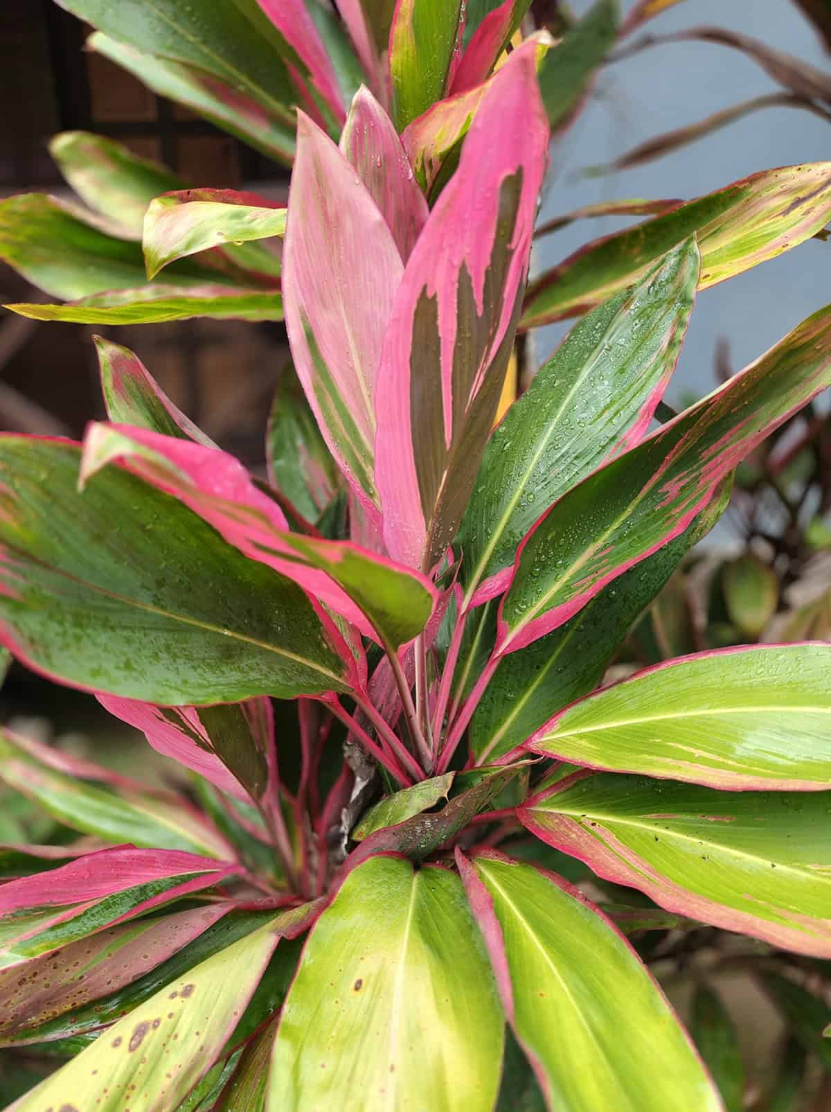 Plant Overview Ti Plant (Cordyline fruticosa)