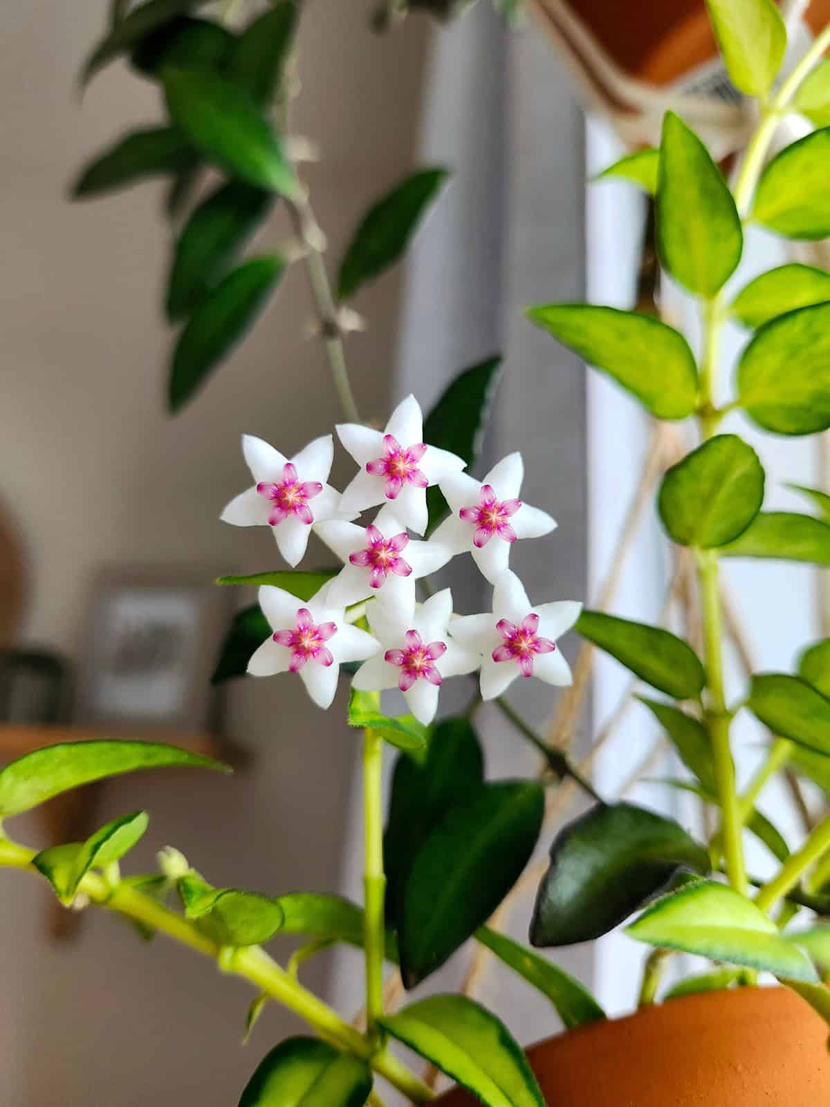 Plant Overview