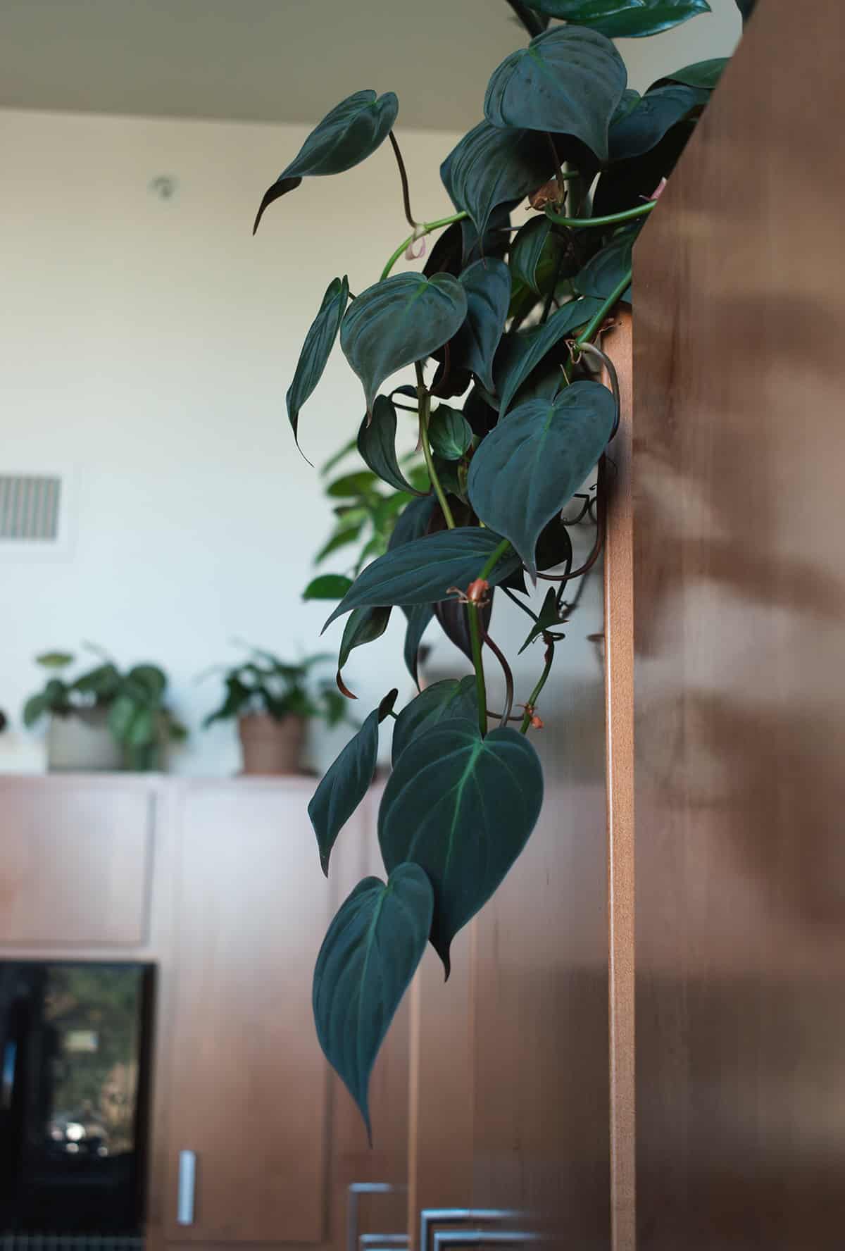 Plant Varieties Pholodendron Micans