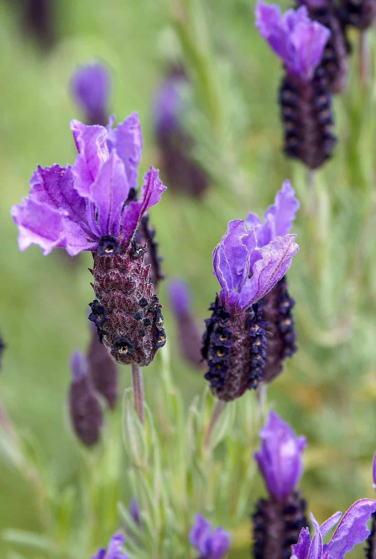 Plant Varieties Spanish Lavender