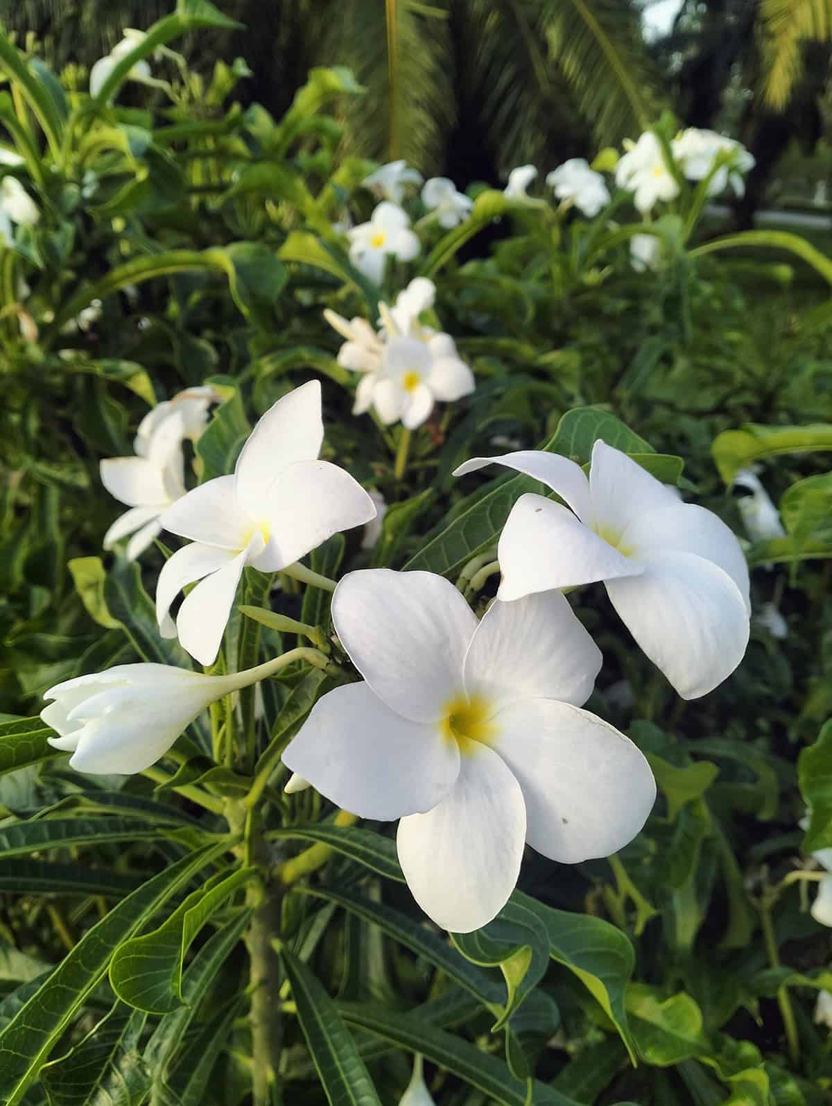 Plumeria pudica