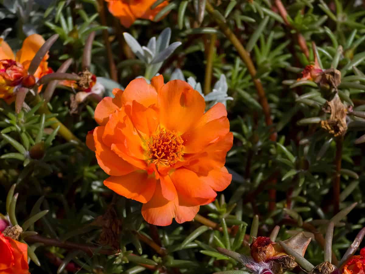 Portulaca grandiflora