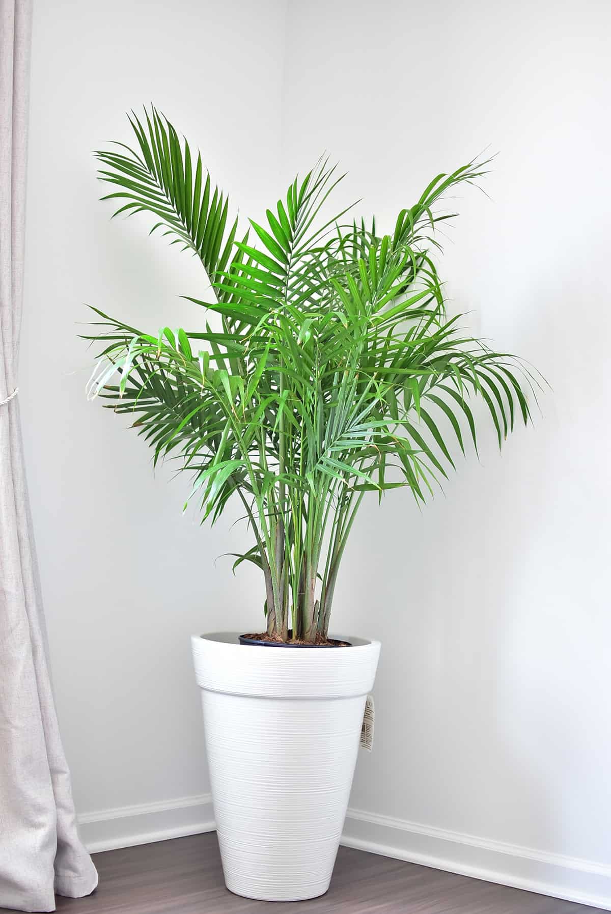 Potting And Repotting Indoor Palm Trees