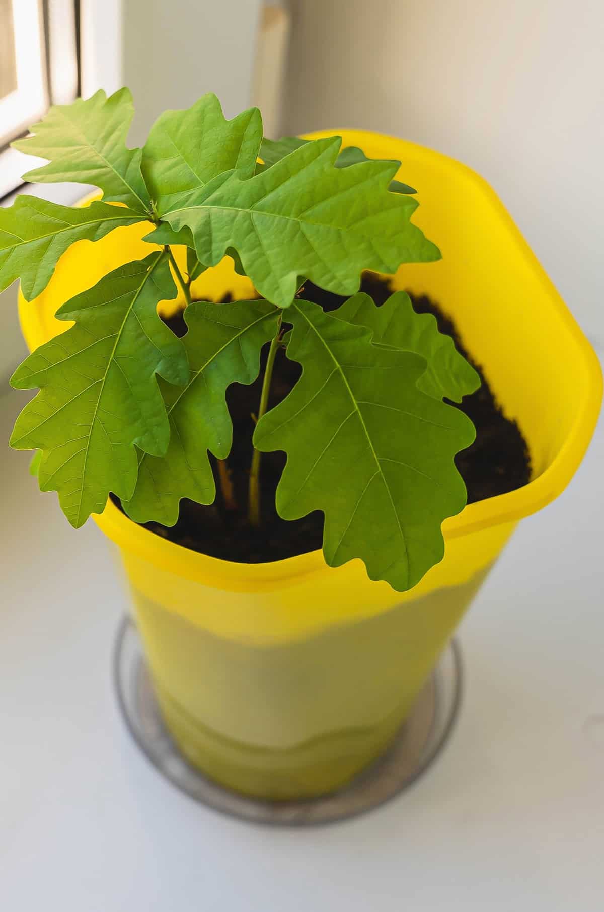 Potting And Repotting Oak Tree