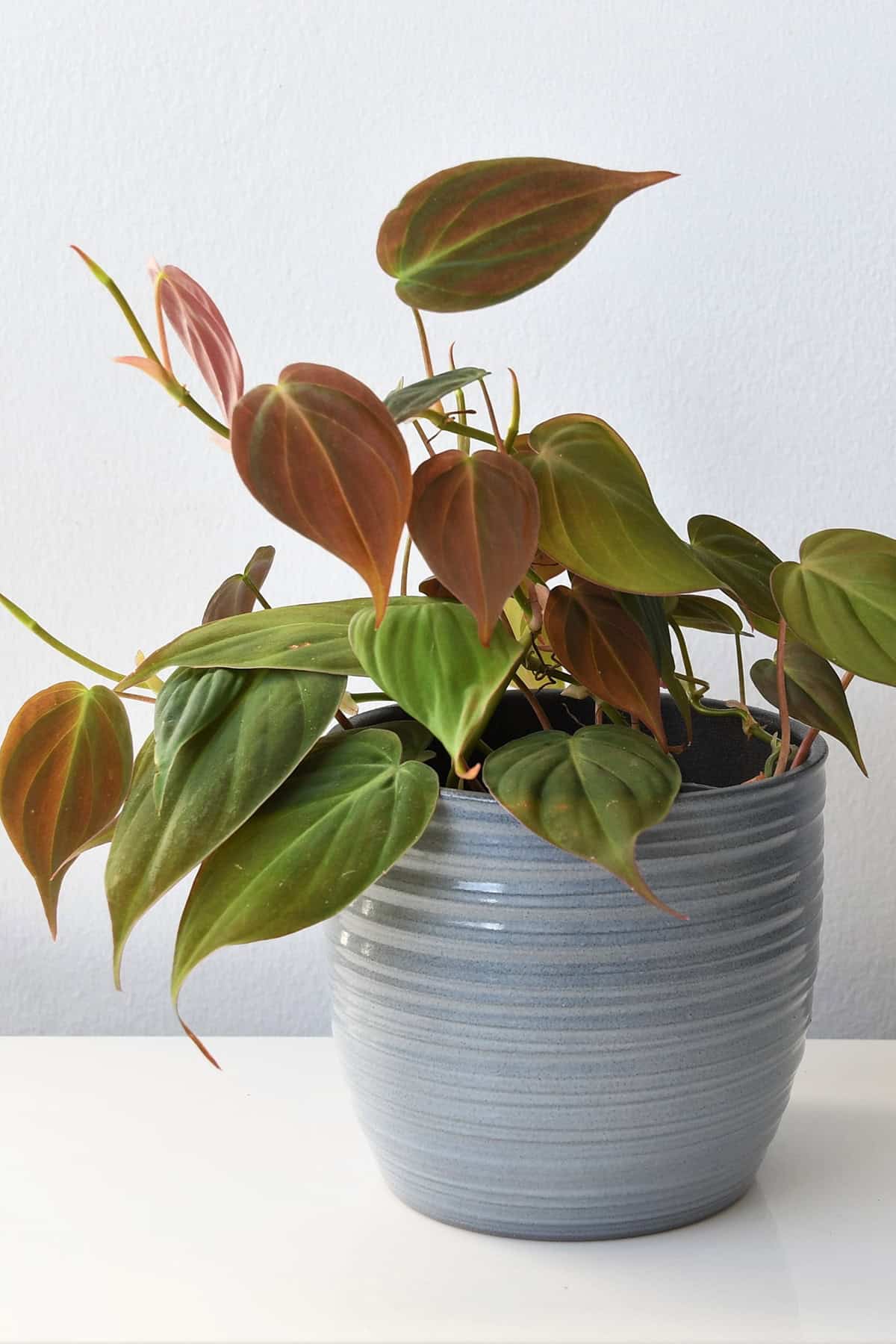 Potting And Repotting Pholodendron Micans