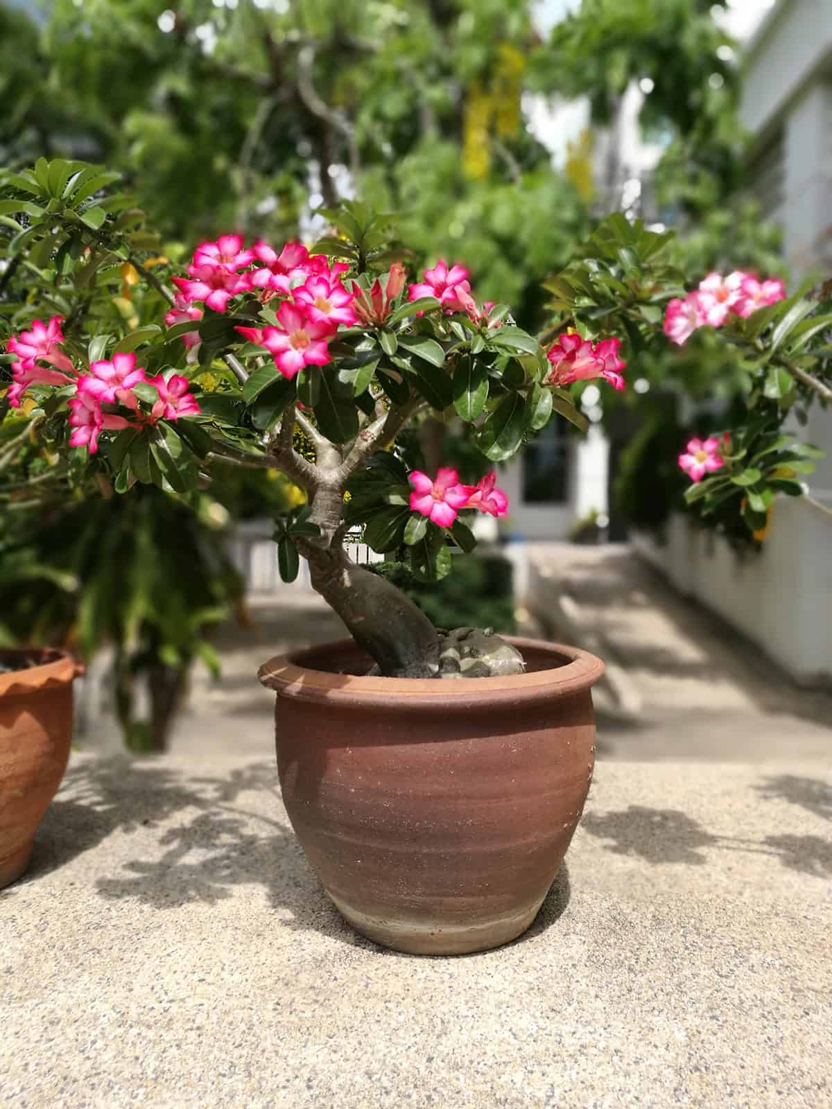Potting And Repotting Plumeria
