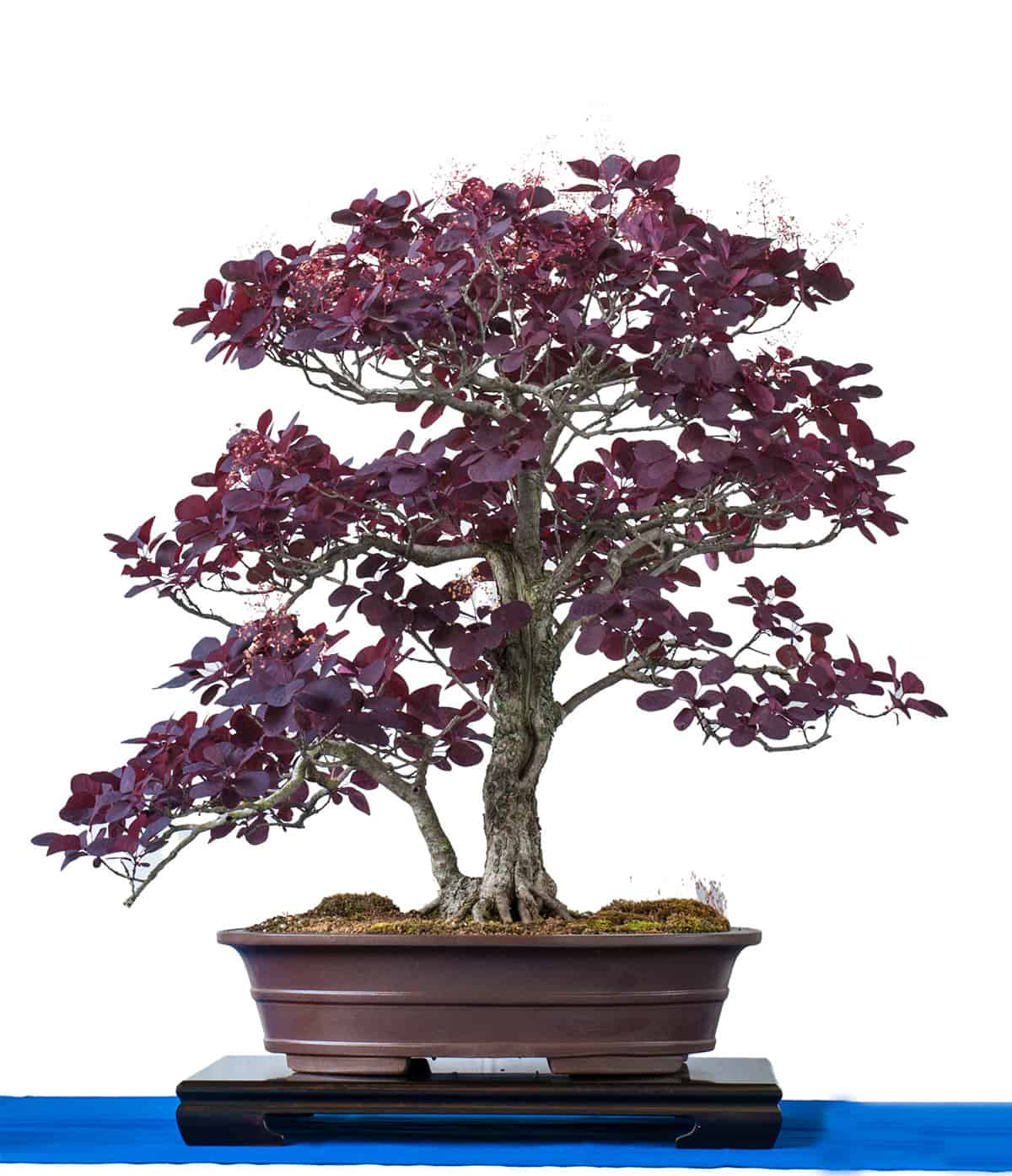 Potting And Repotting Purple Smoke Bush