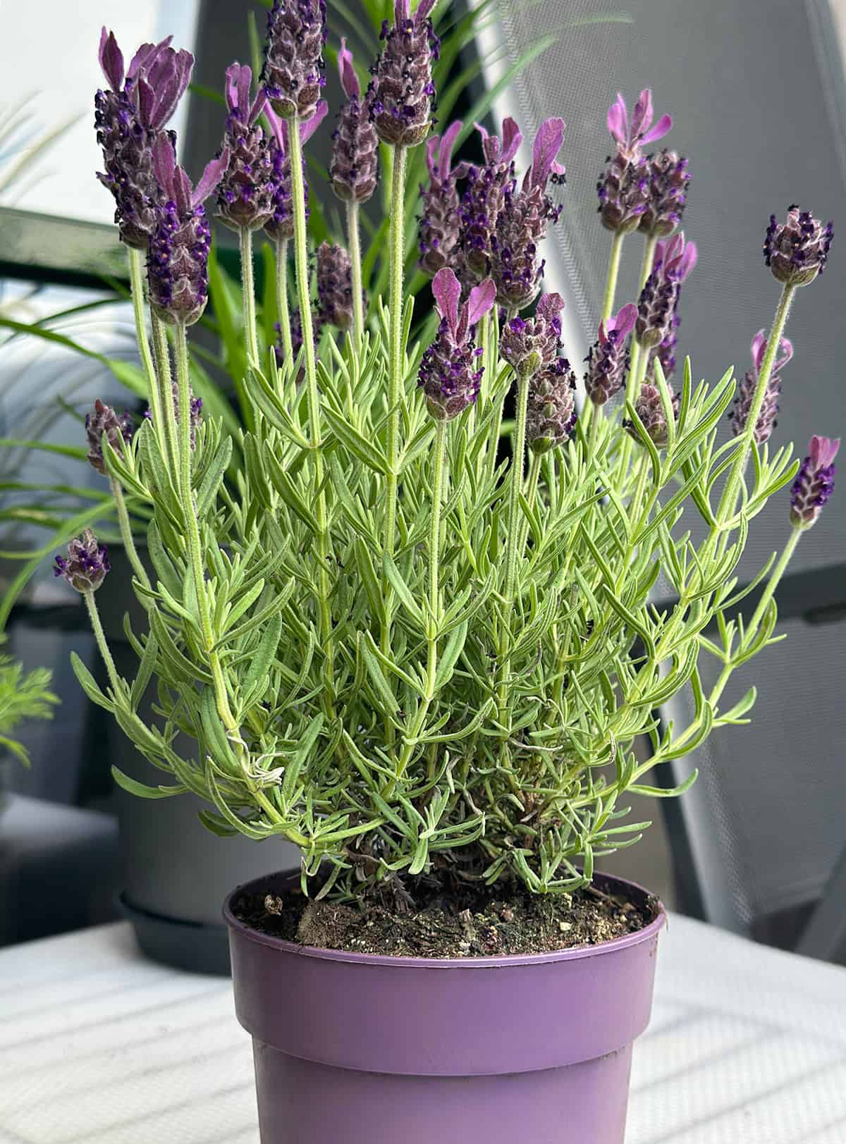 Potting And Repotting Spanish Lavender