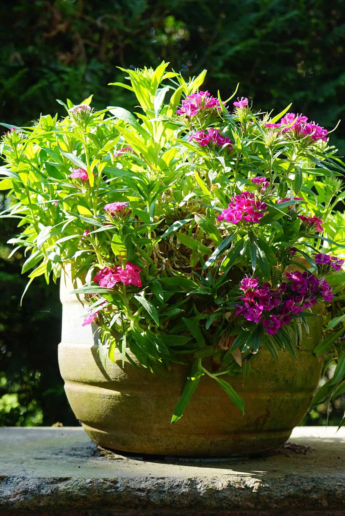 Potting And Repotting Sweet Williams