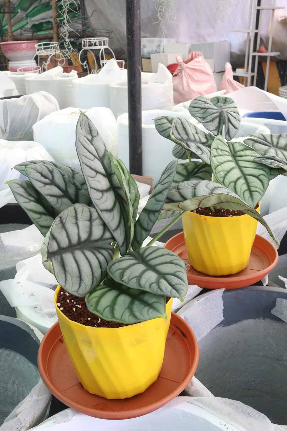 Potting & Repotting Alocasia Silver Dragon