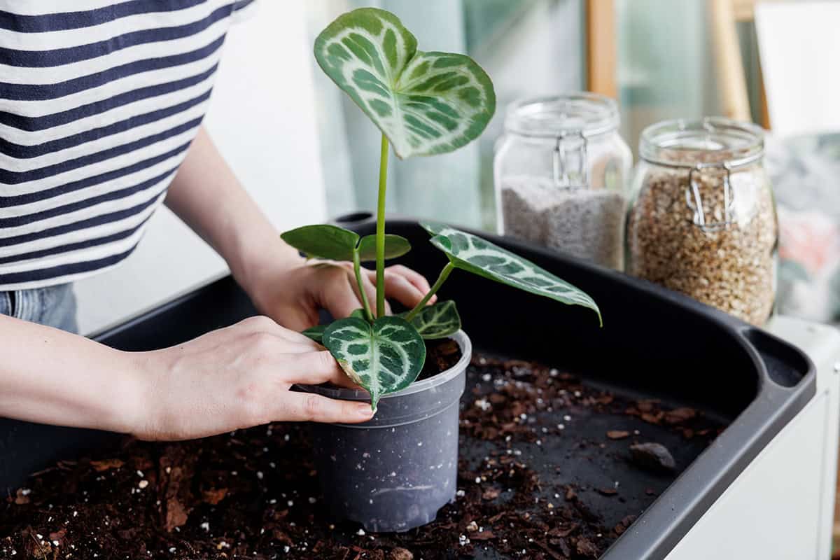 Potting & Repotting Anthurium Crystallinum