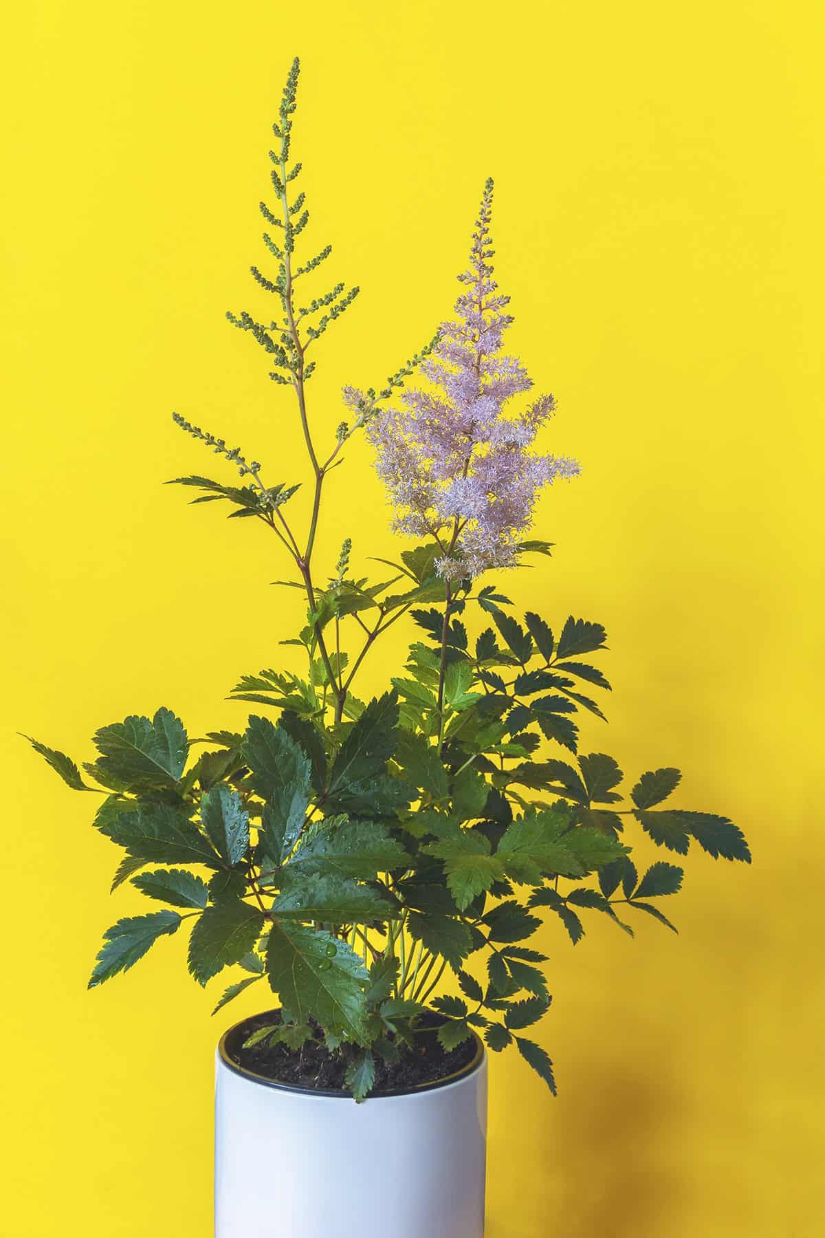 Potting & Repotting Astilbe