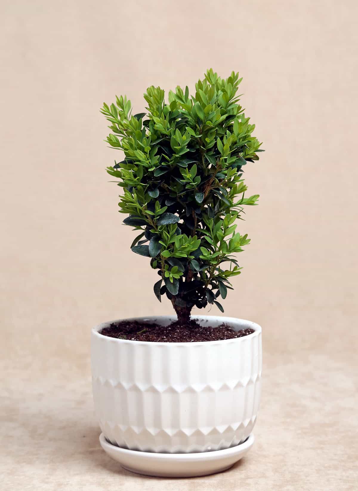 Potting & Repotting Boxwood