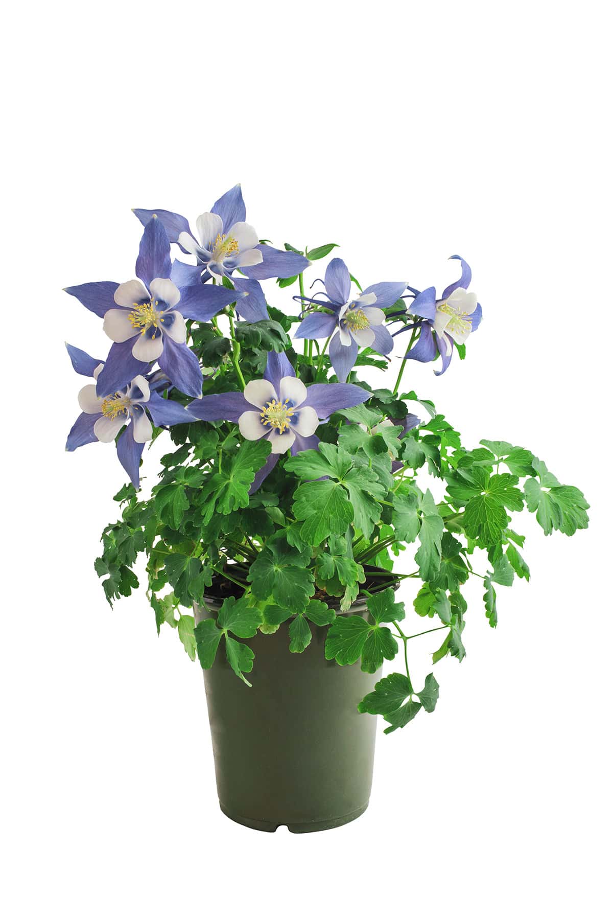 Potting & Repotting Columbine_1