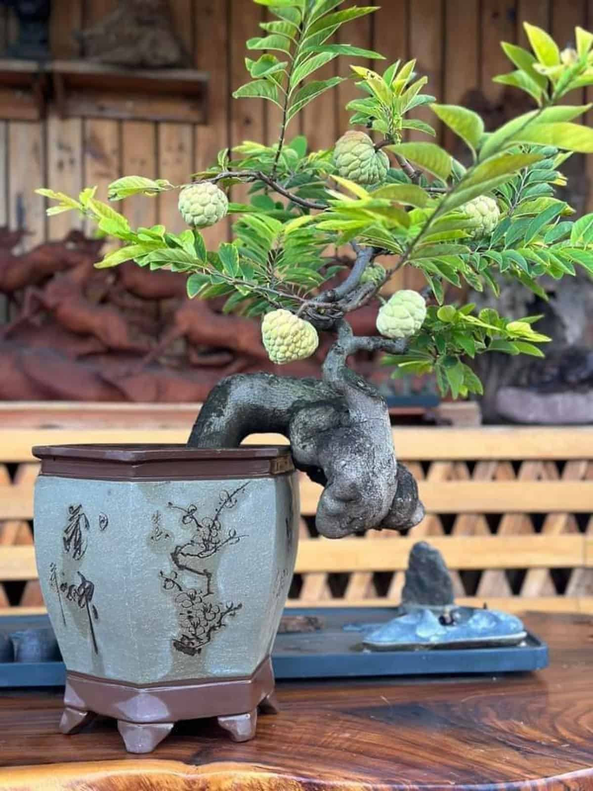 Potting & Repotting Custard Apple Tree