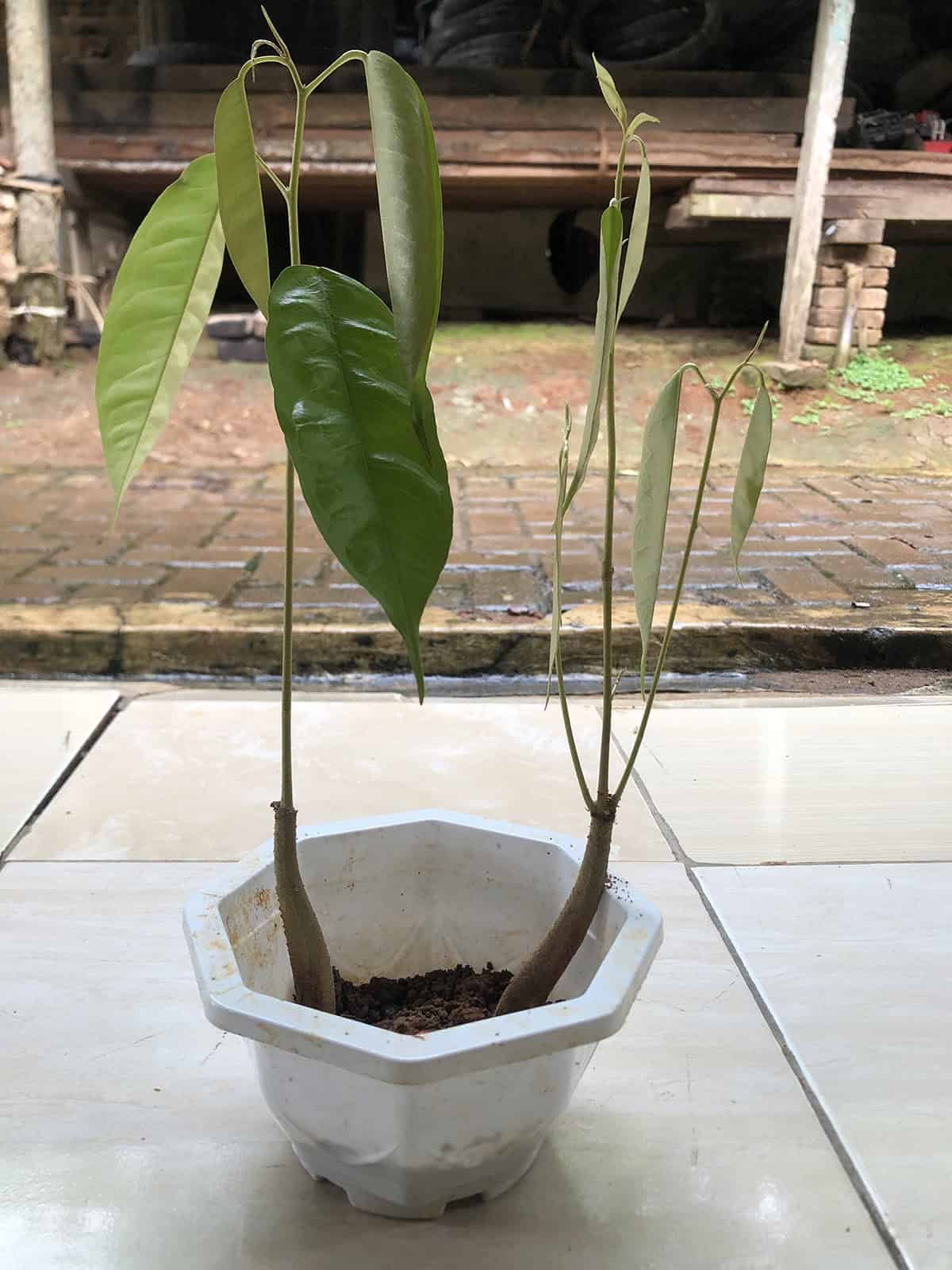 Potting & Repotting Durian Tree