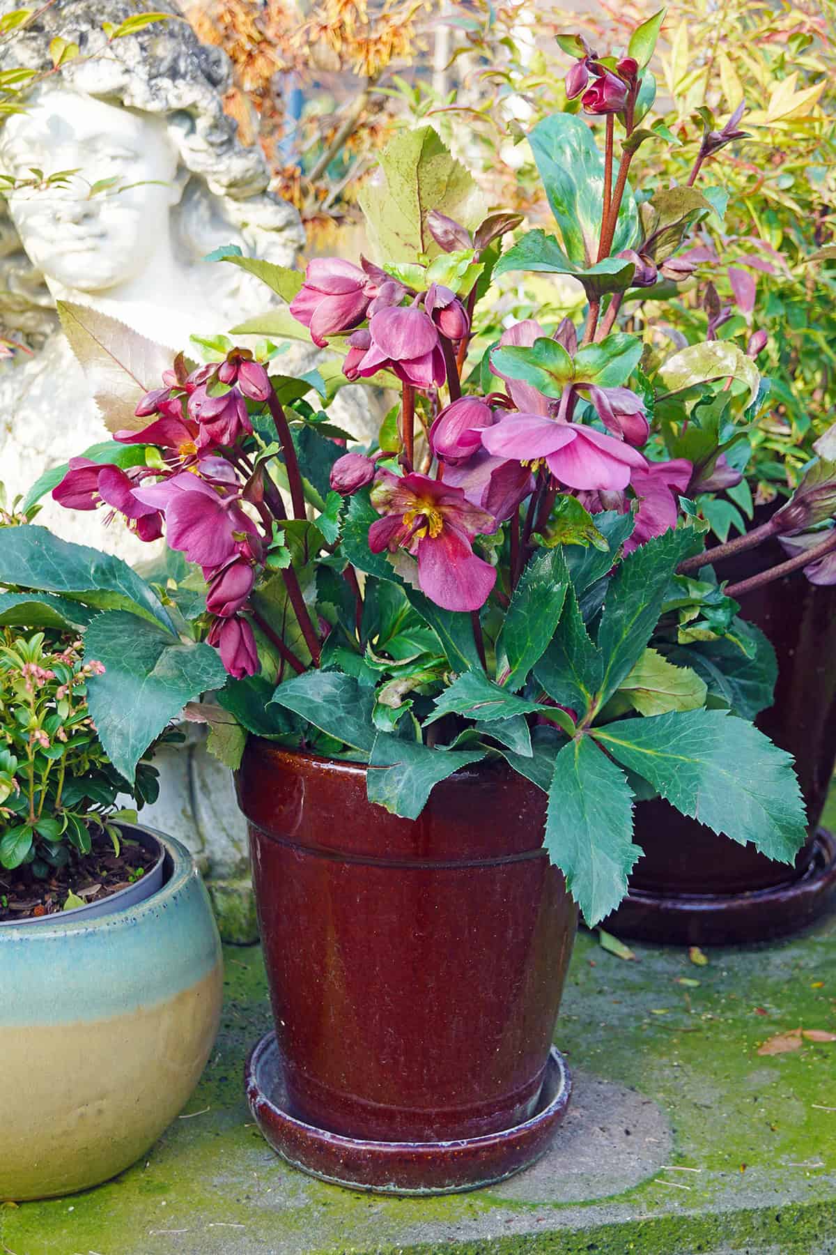 Potting & Repotting Hellebore