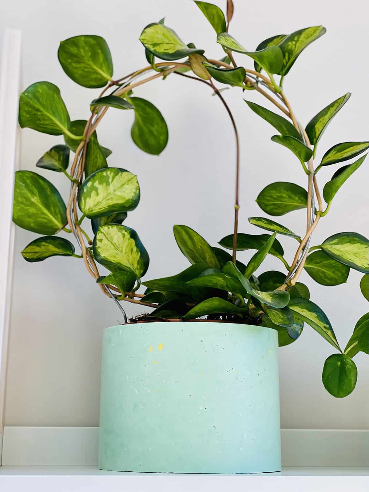 Potting & Repotting Hoya Carnosa