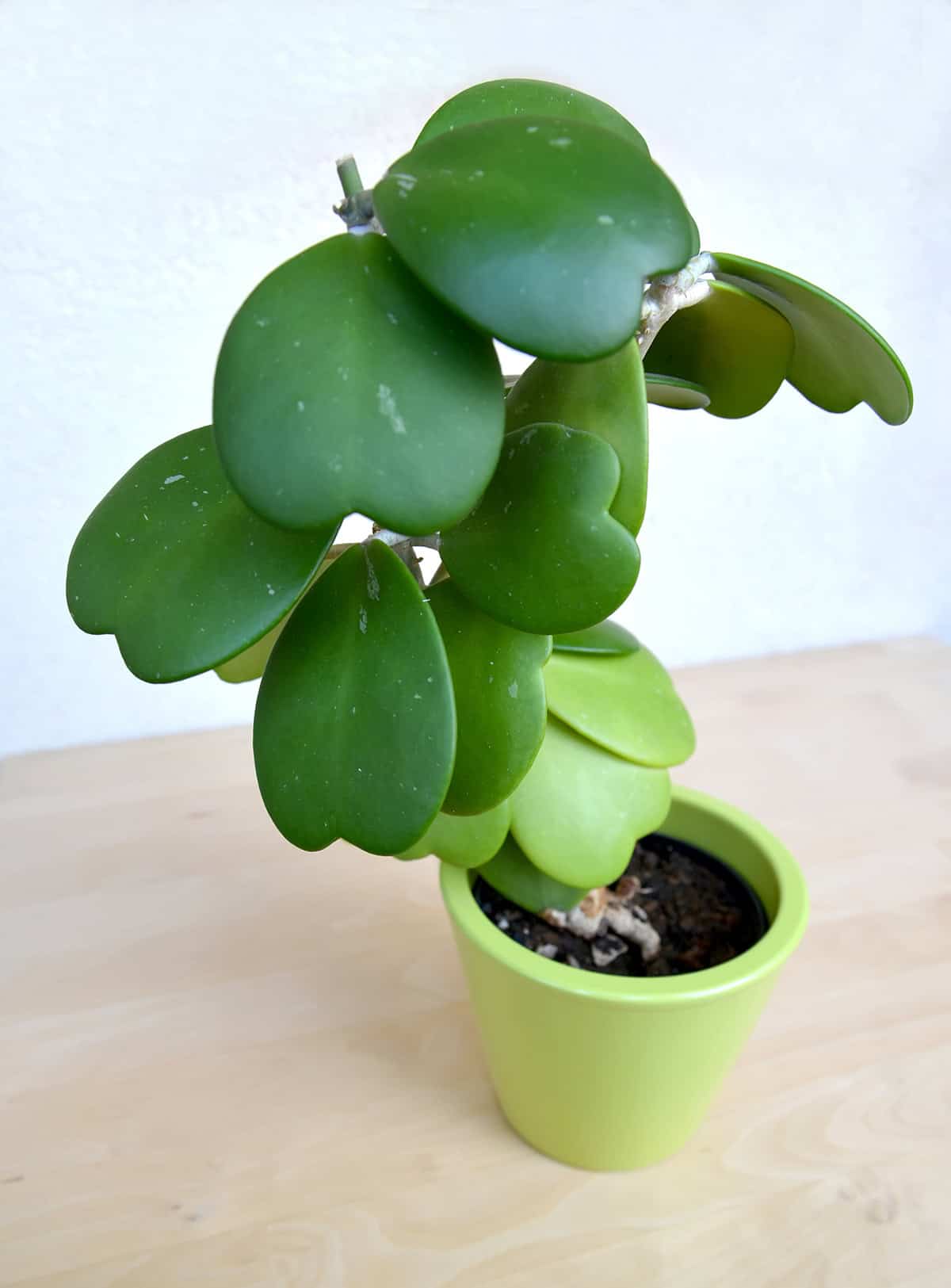 Potting & Repotting Hoya Kerrii
