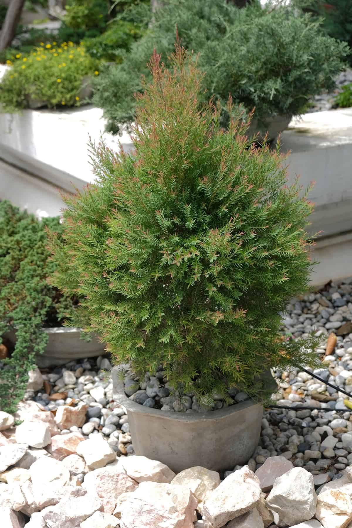 Potting & Repotting Juniper