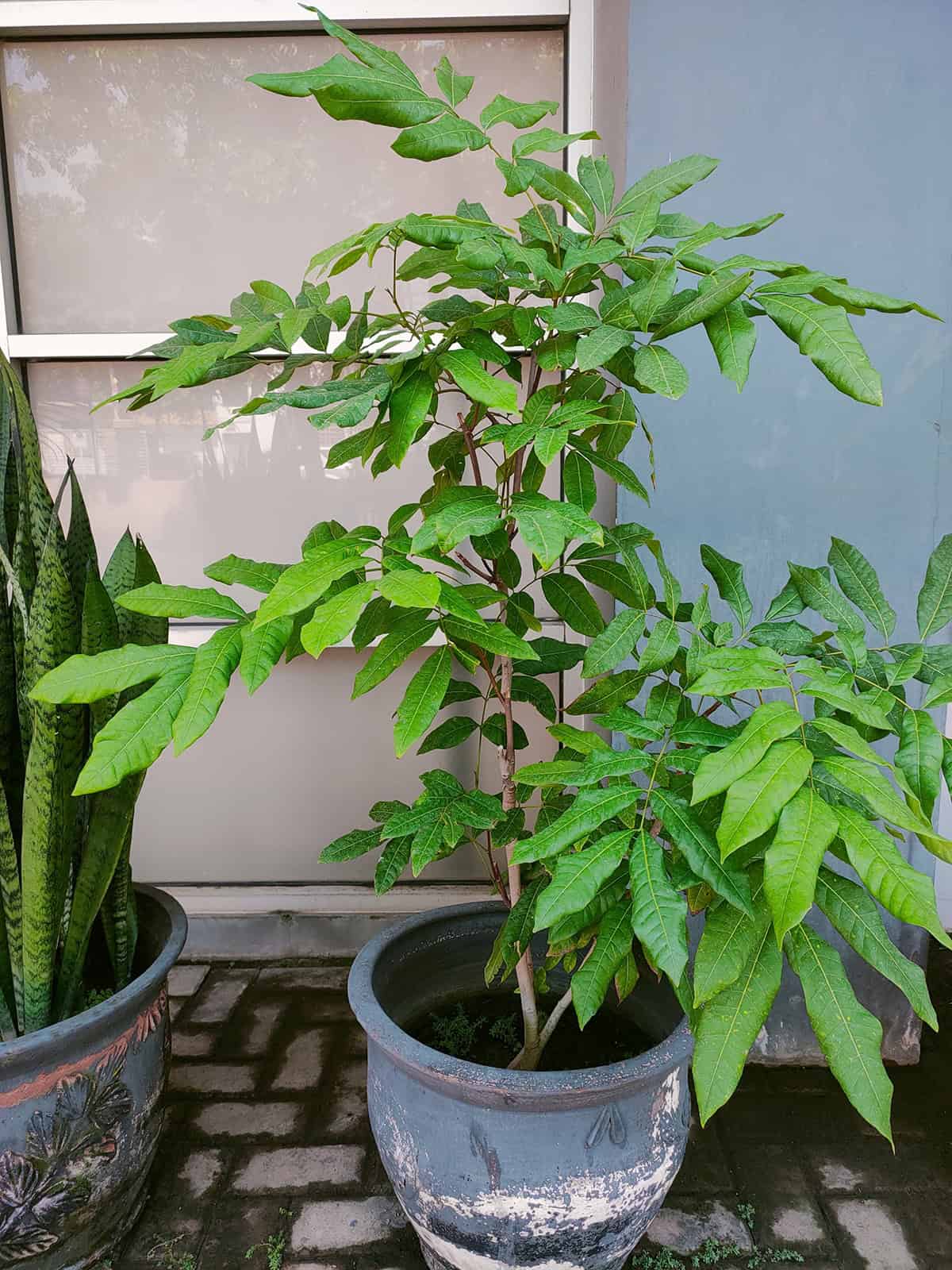 Potting & Repotting Longan Tree