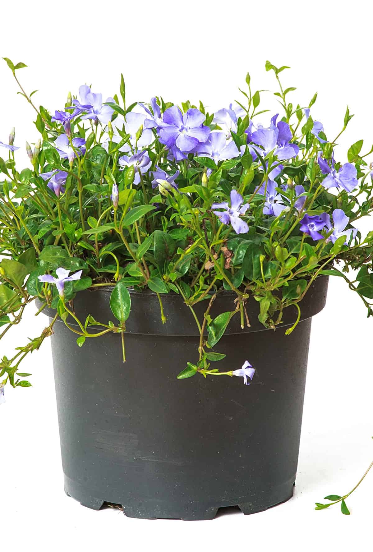 Potting & Repotting Minor Vines