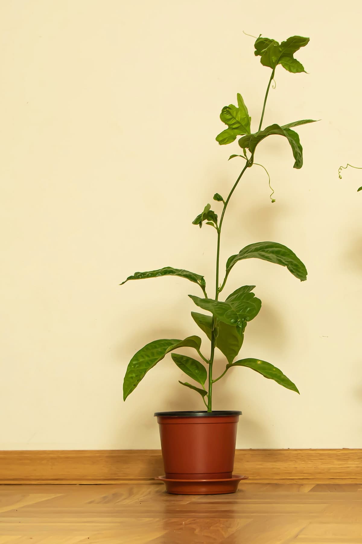 Potting & Repotting Passion Fruit Vine