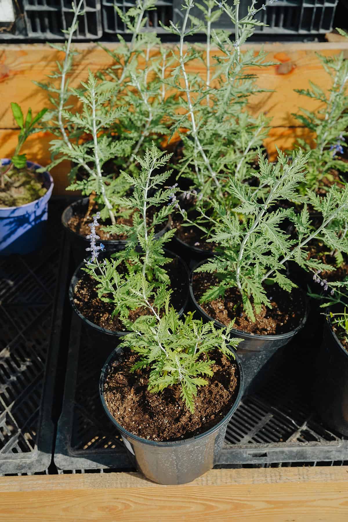 Potting & Repotting Russian Sage