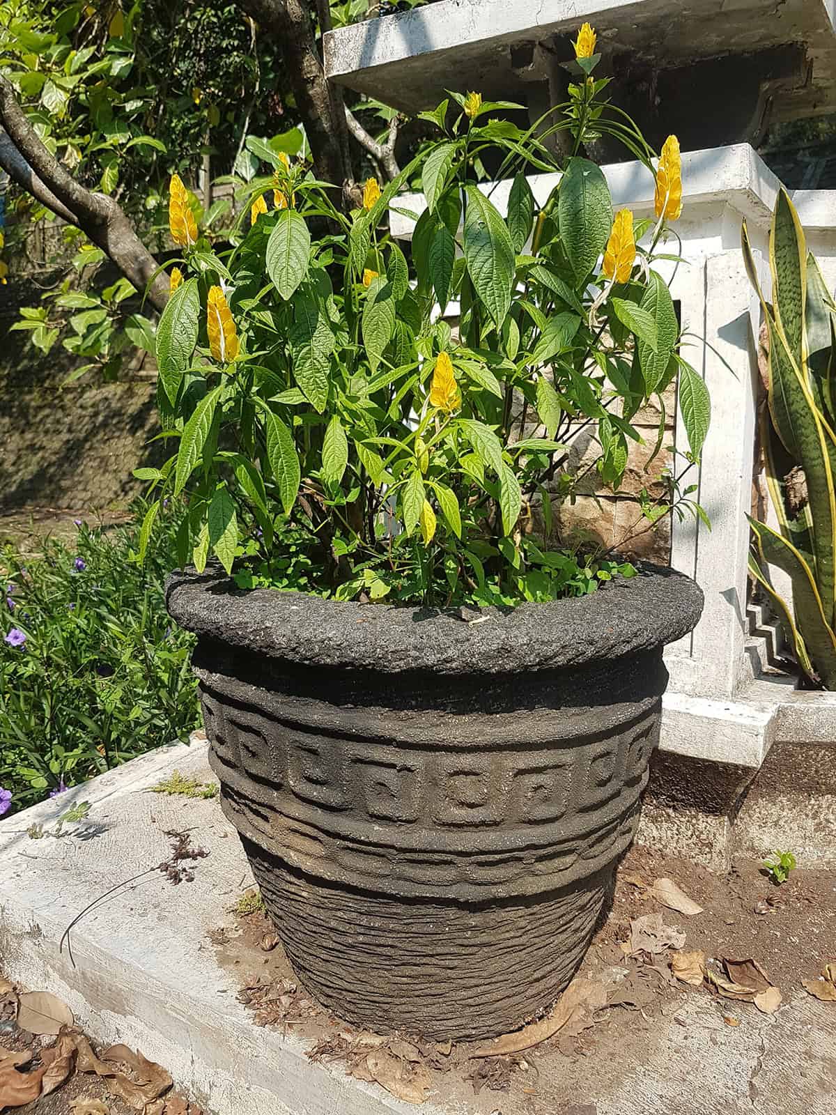 Potting & Repotting Shrimp Plant