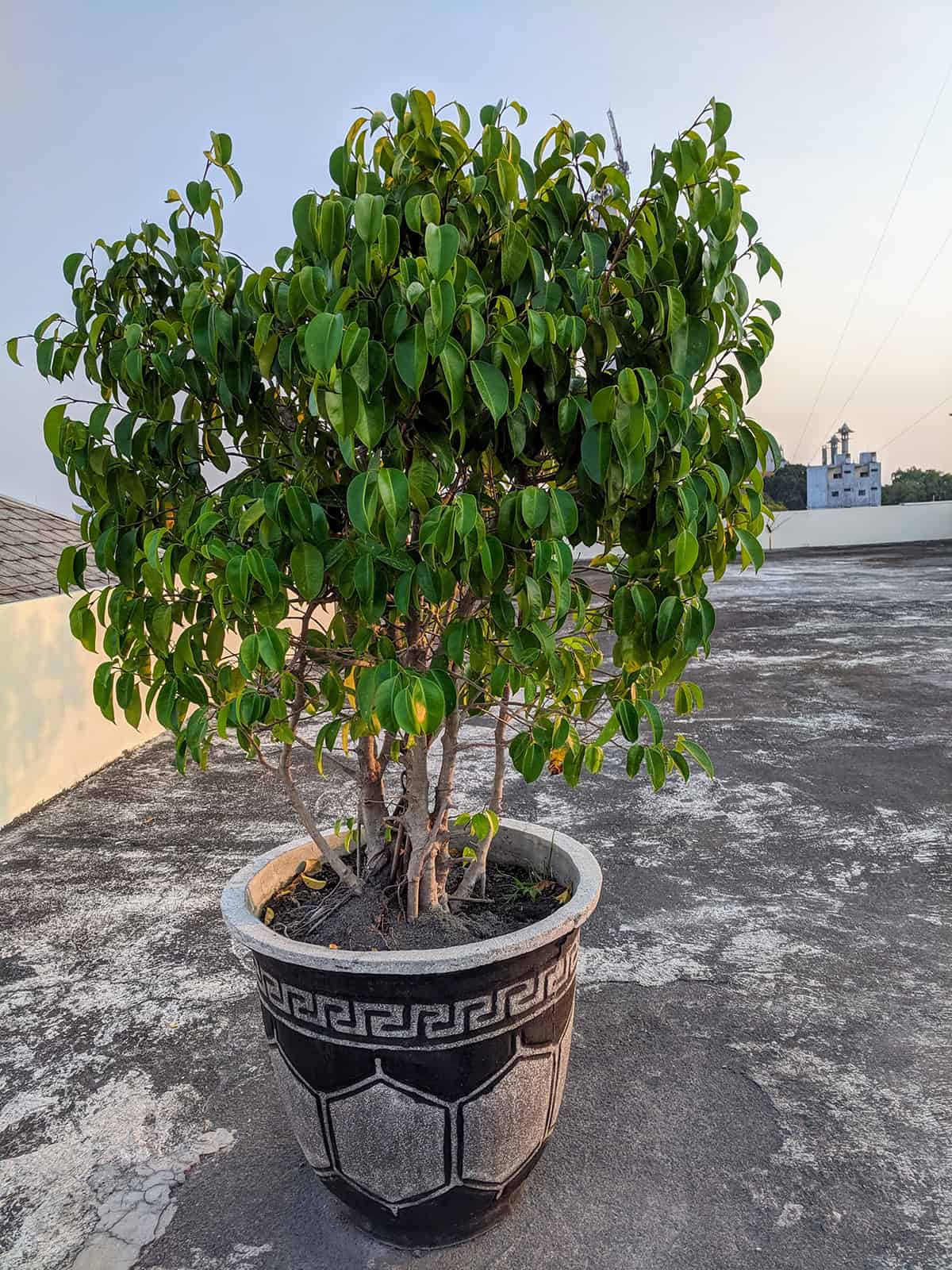 Potting & Repotting Starfruit Tree