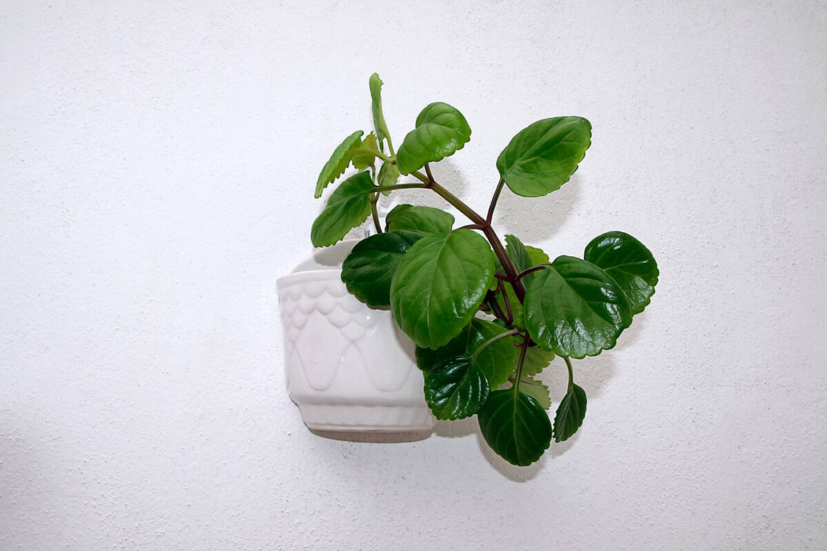 Potting & Repotting Swedish Ivy (Plectranthus verticillatus)
