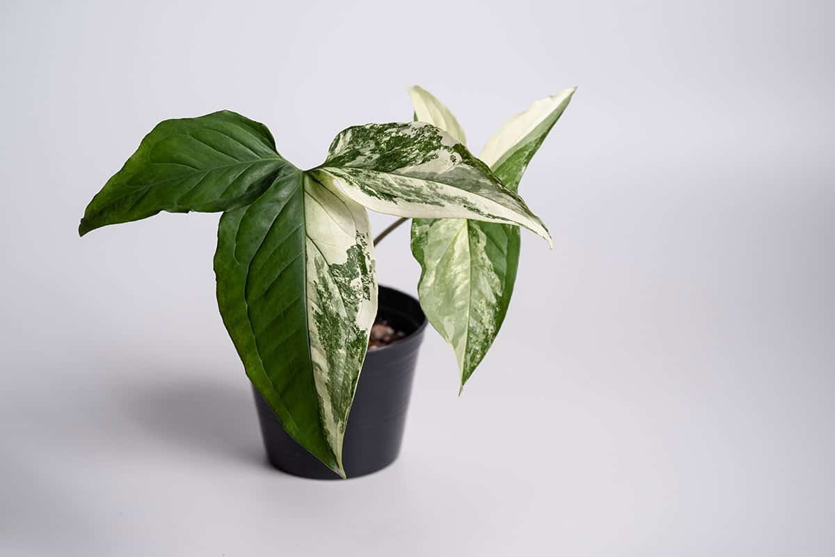 Potting & Repotting Syngonium Albo