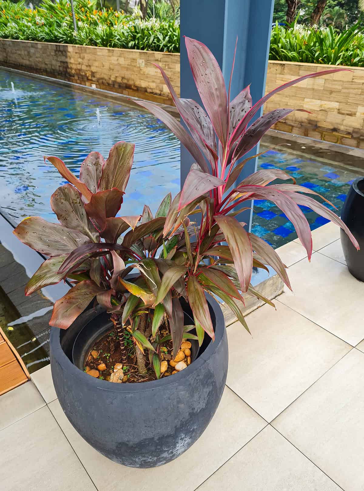 Potting & Repotting Ti Plant (Cordyline fruticosa)