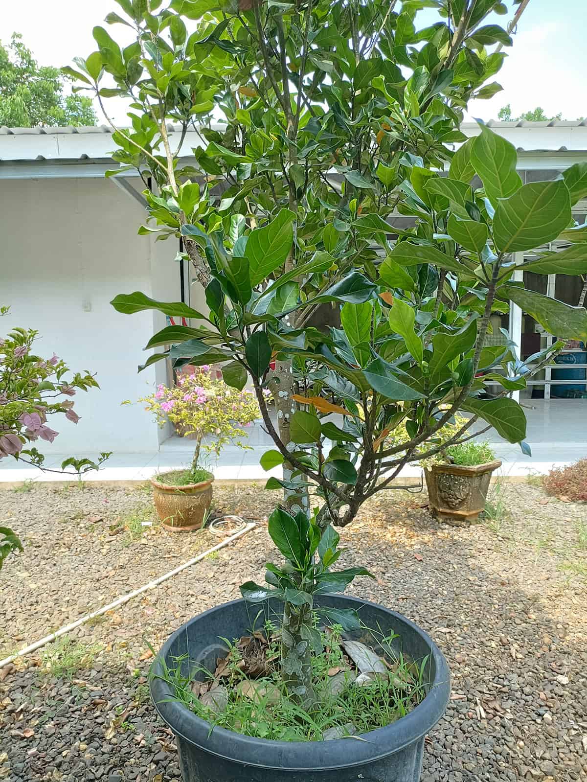 Potting and Repotting Jackfruit Tree
