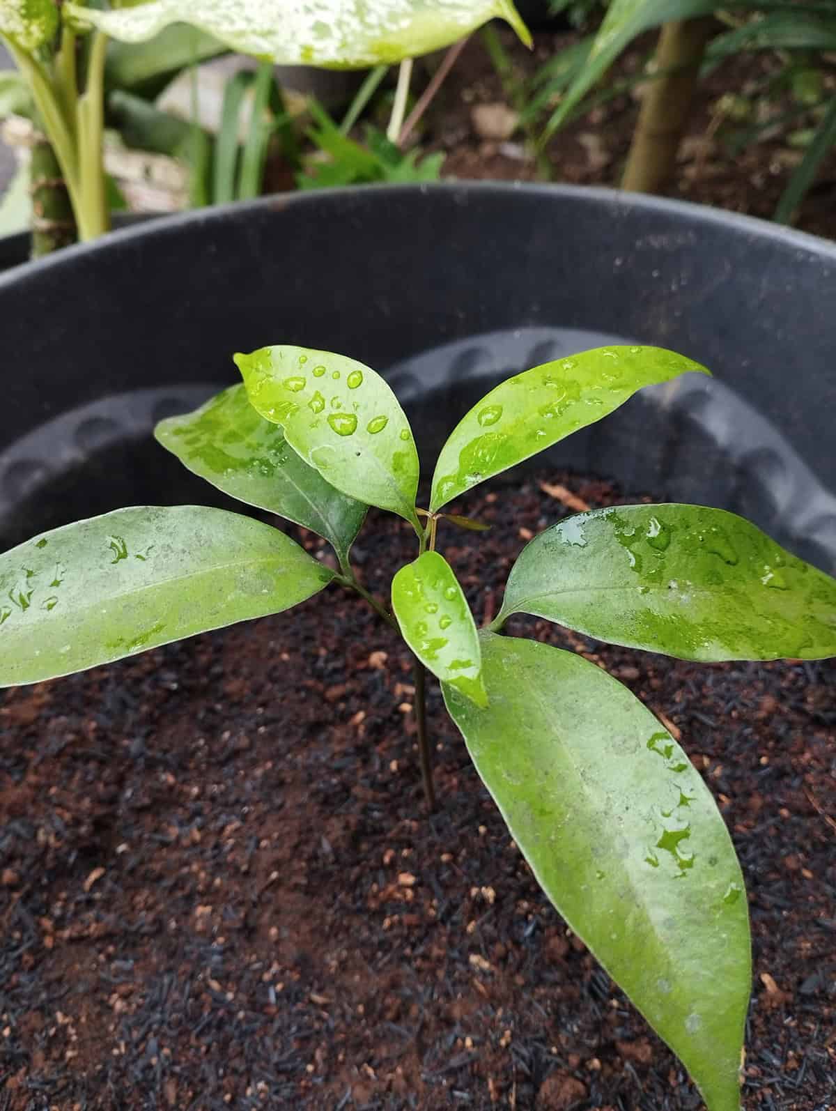 Potting and Repotting Lychee