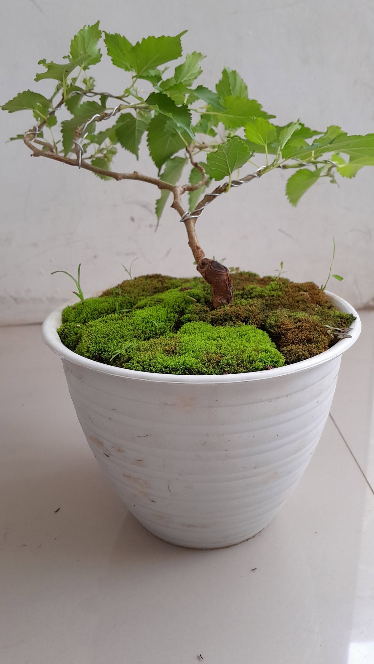 Potting and Repotting Mulberry Tree