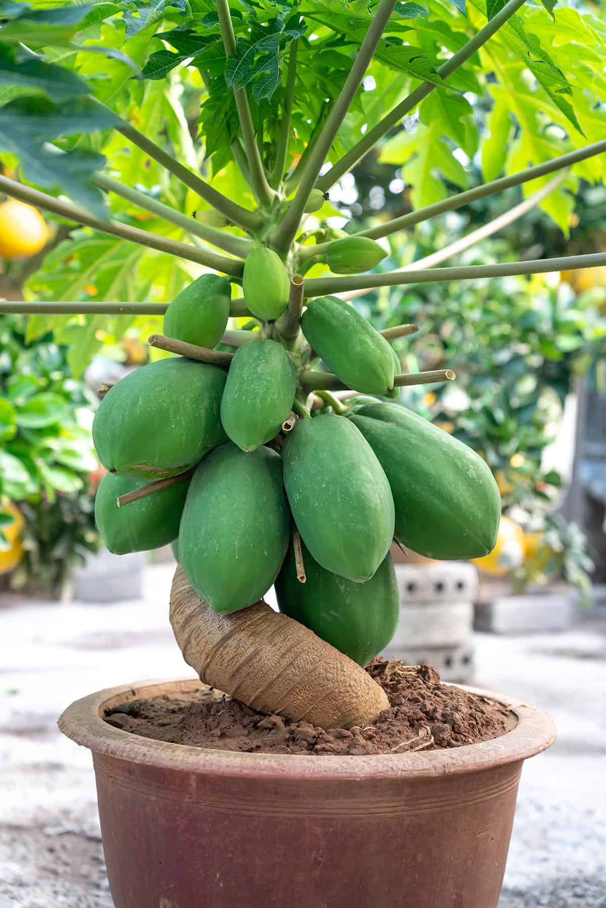 Potting and Repotting Papaya Plant