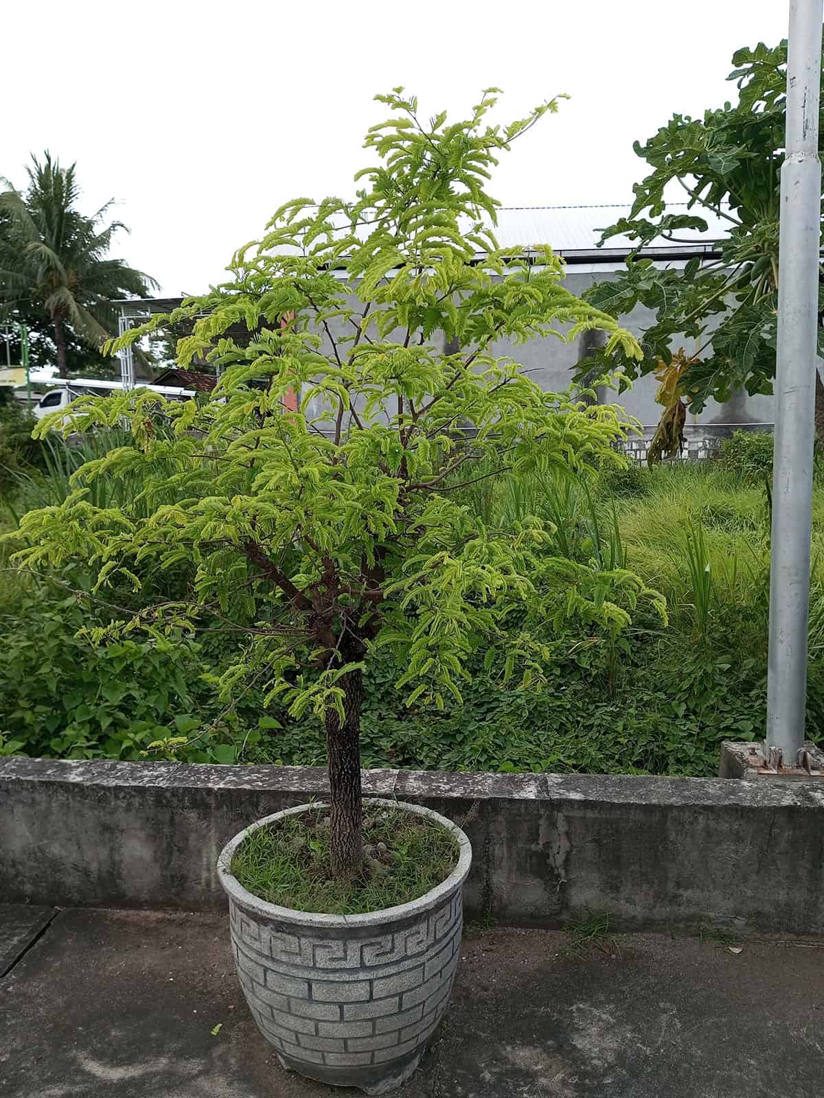 Potting and Repotting Tamarind Tree