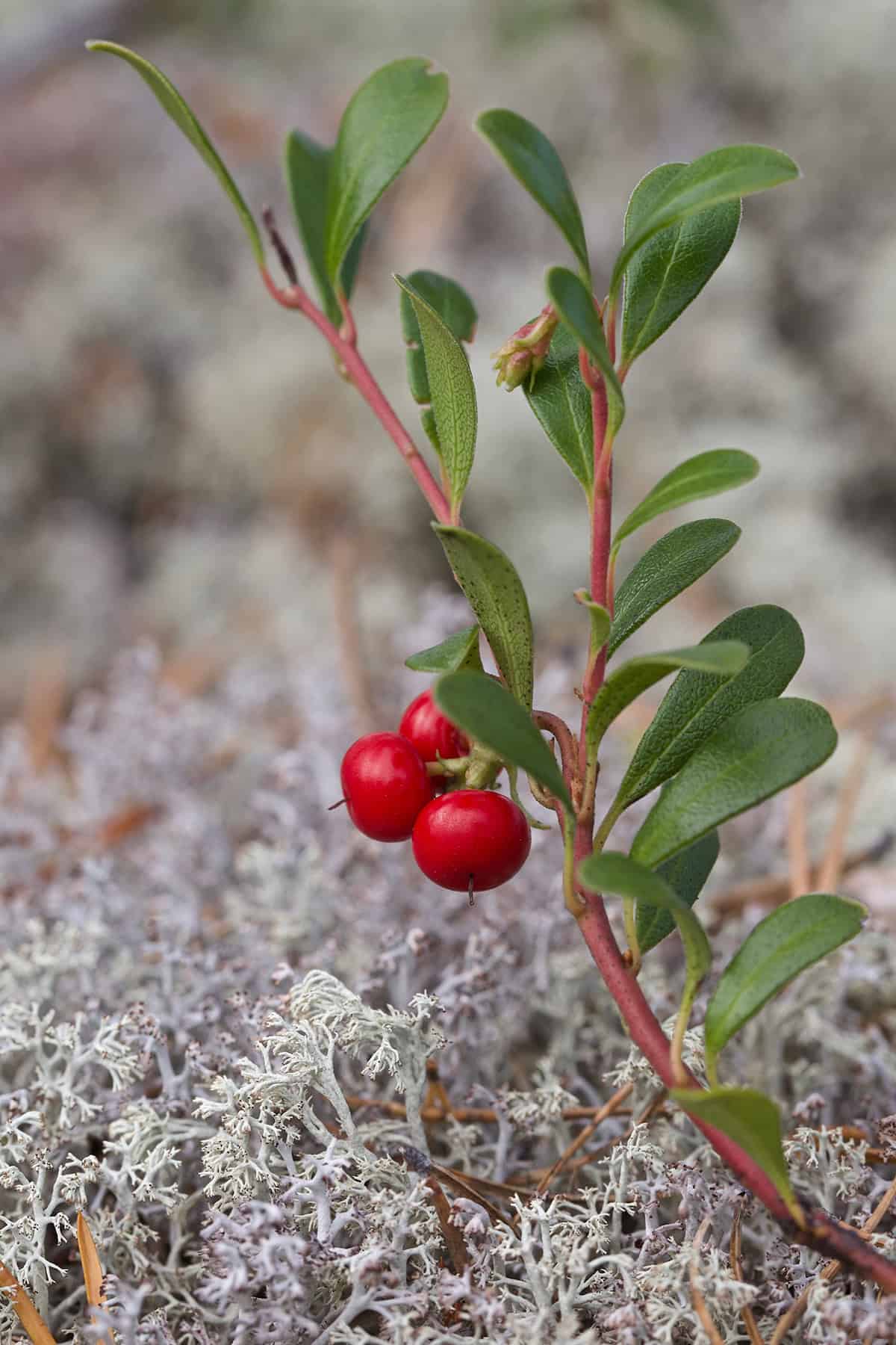 Propagation Bearberry (Arctostaphylos uva ursi)