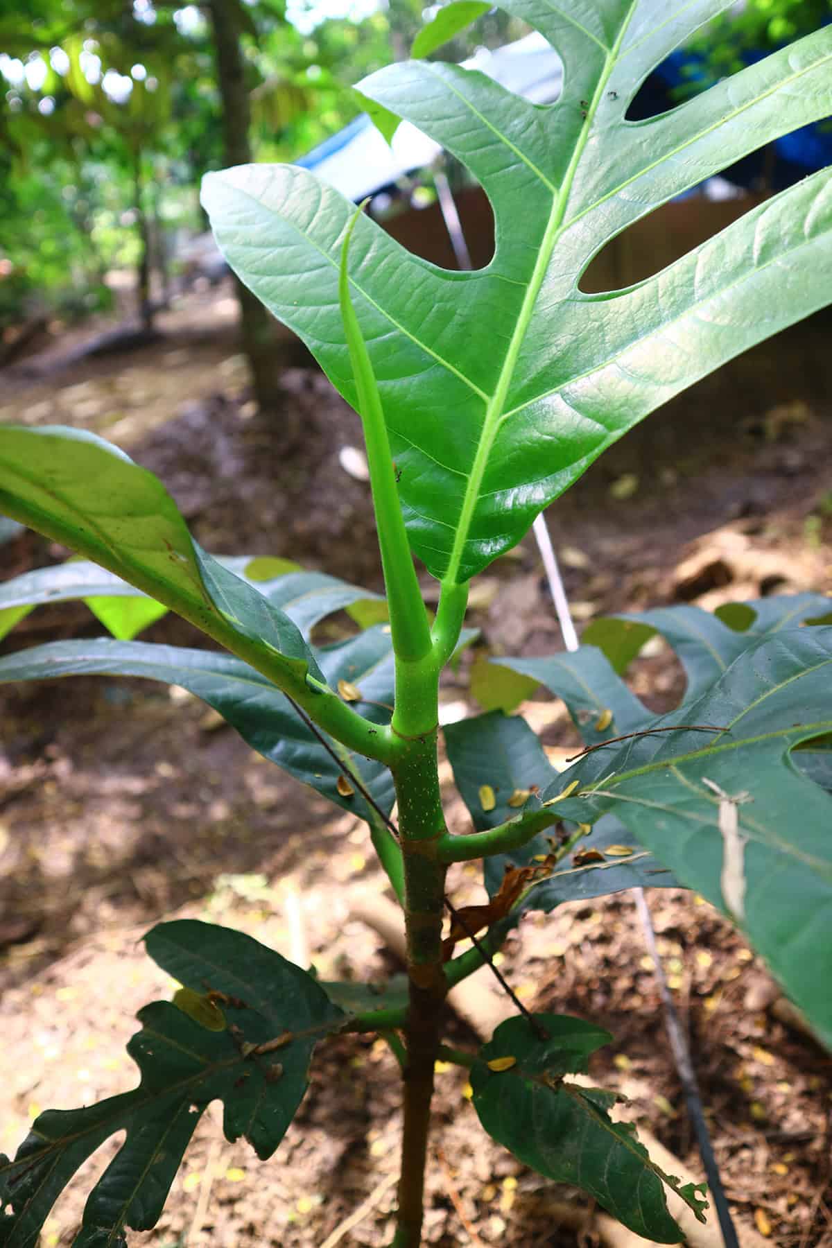 Propagation Breadfruit Tree