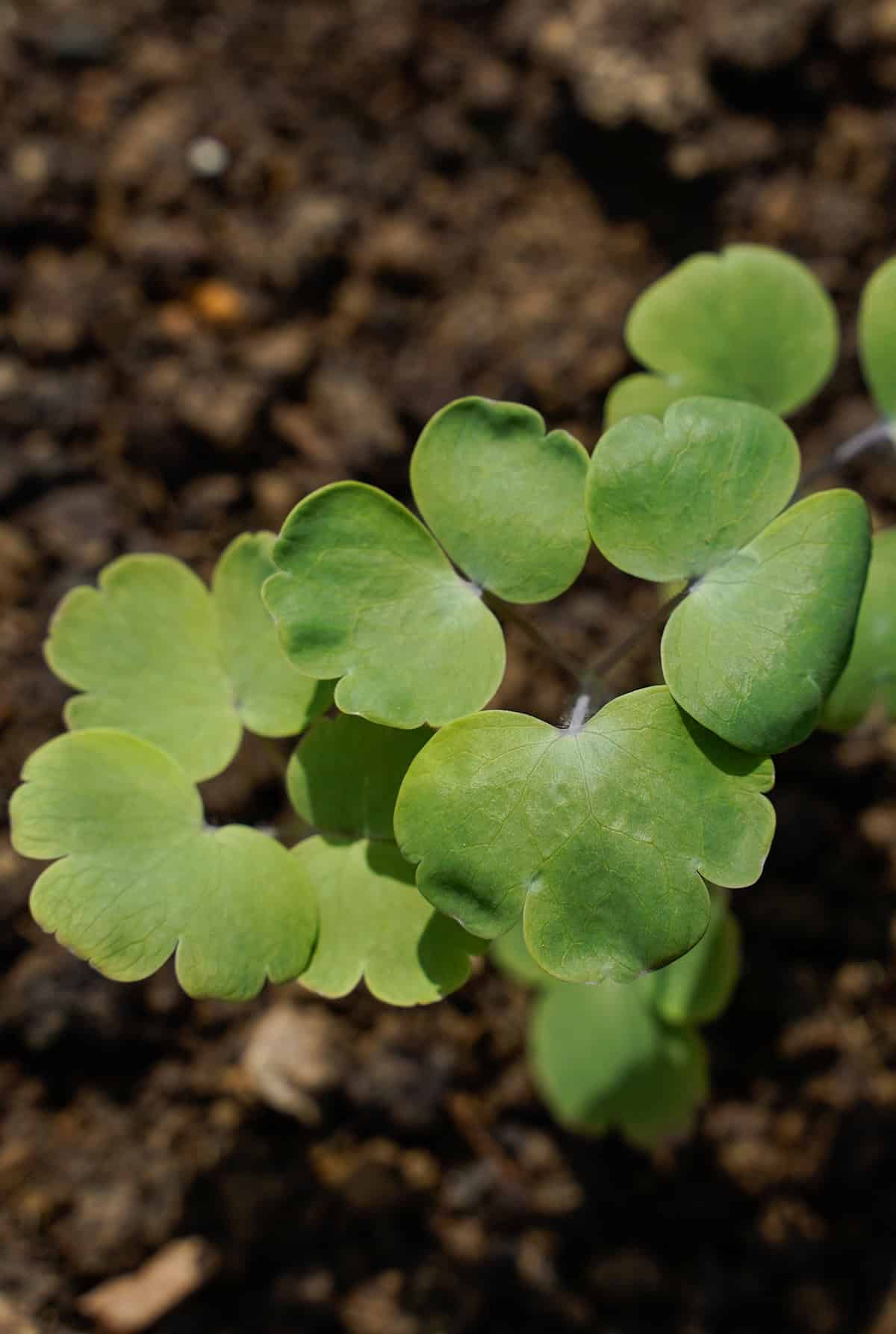 Propagation Columbine_1