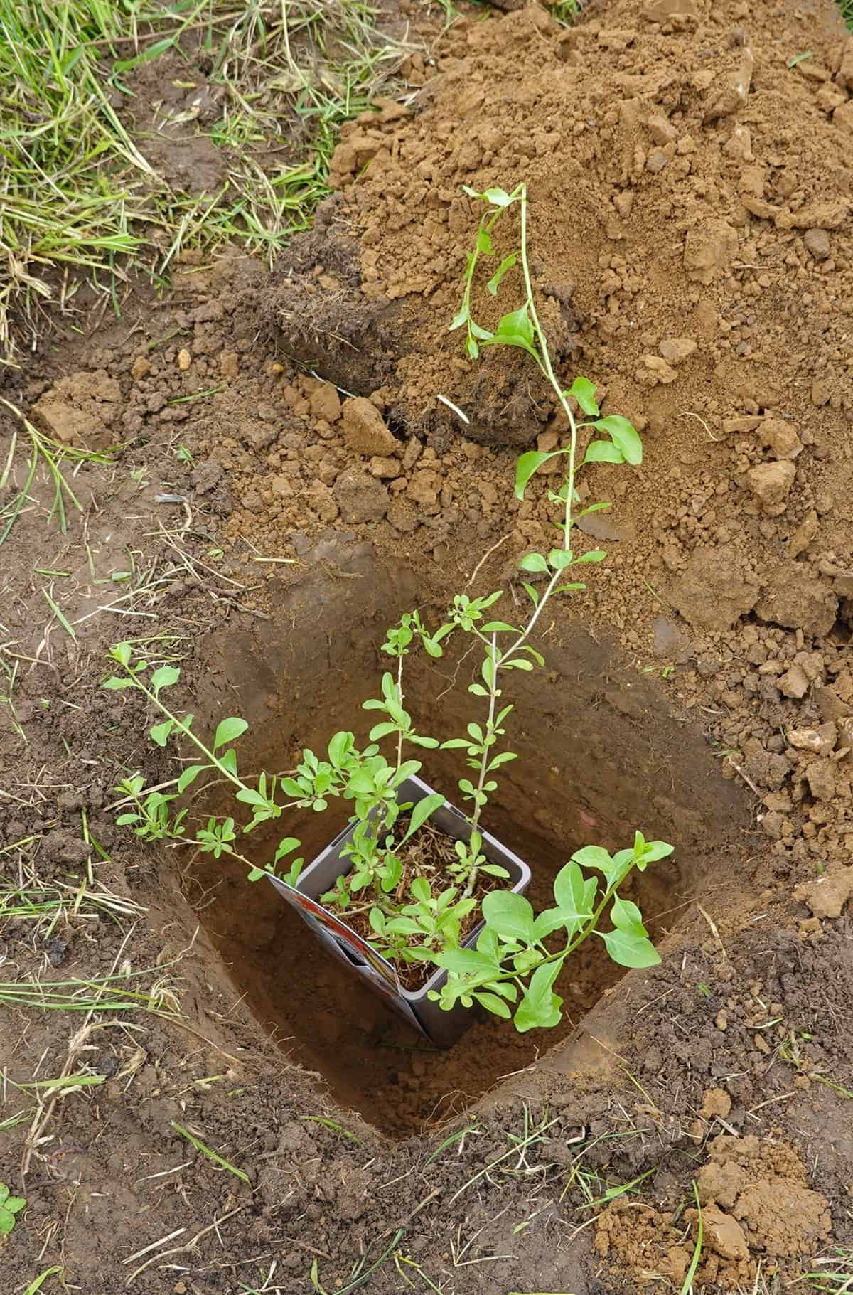 Propagation Goji Berry