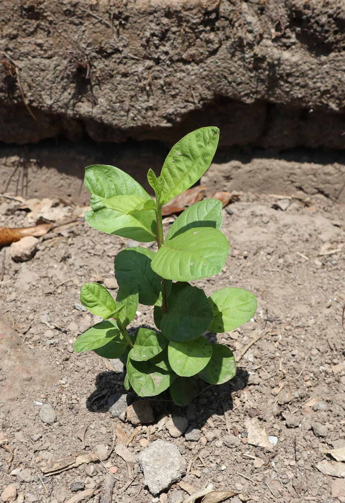 Propagation Guava Tree
