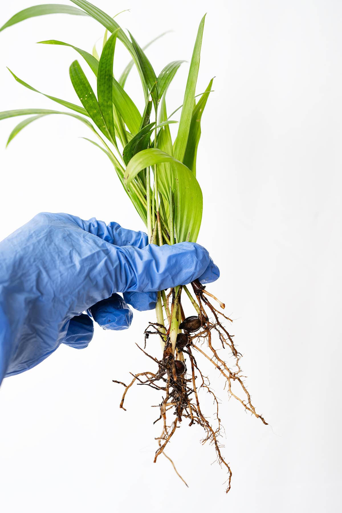 Propagation Indoor Palm Trees