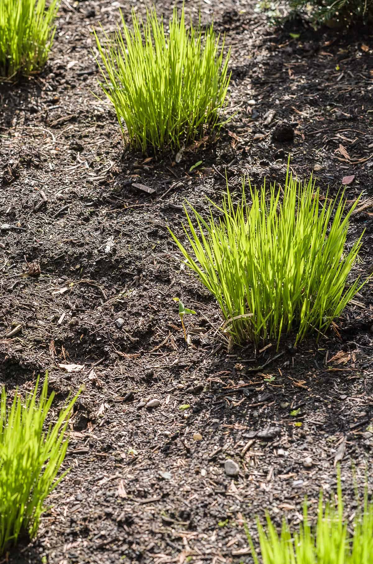 Propagation Japanese Forest Grass_1
