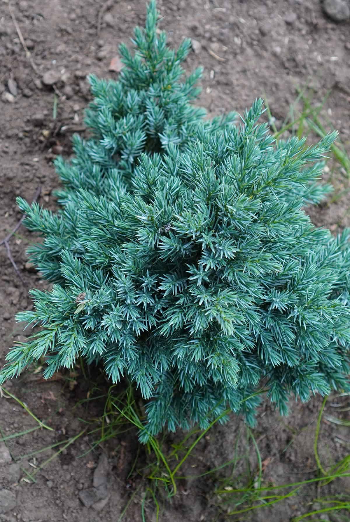 Propagation Juniper