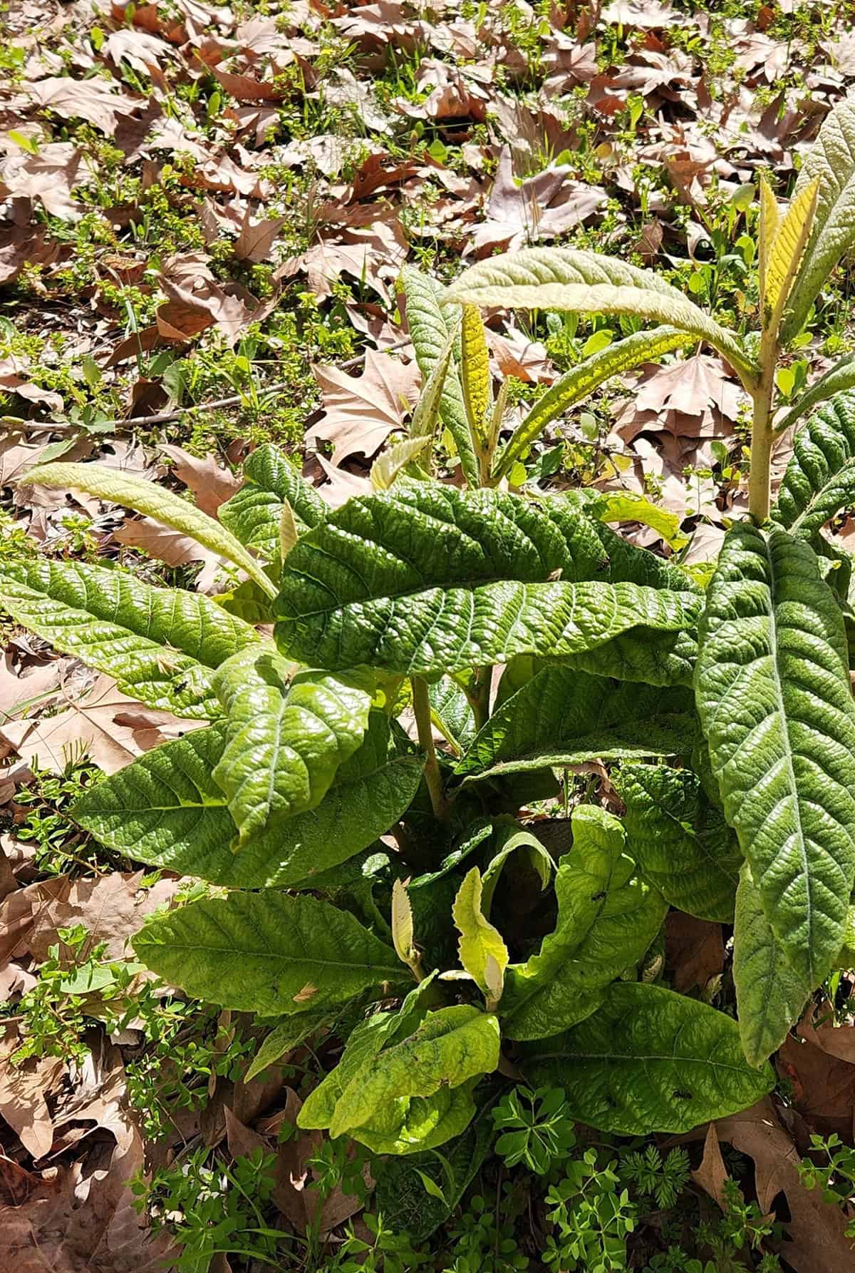 Propagation Loquat Tree_1